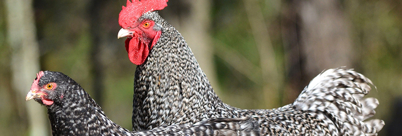 تغذیه مرغ با توجه به هدف پرورش مرغ، تعیین میشود. 