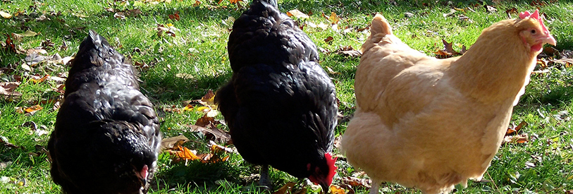 میتوان مرغ را در خانه و یا کارگاه های پرورش نگهداری کرد. 