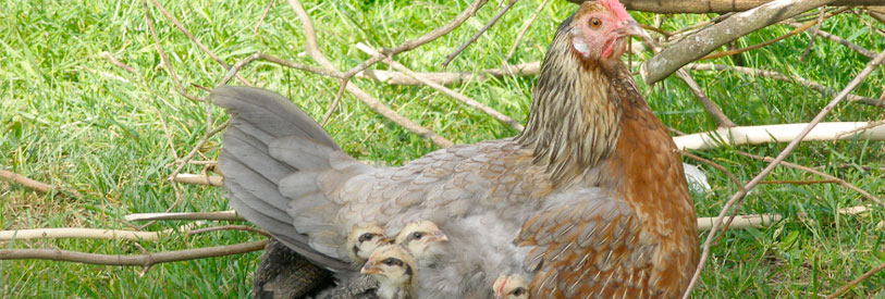 پرورش مرغ بومی یک فعالیت اقتصادی پر منفعت است.